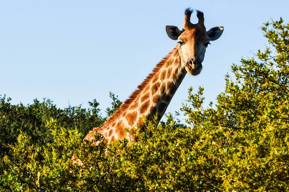 Shamwari Private Game Reserve – Eastern Cape
